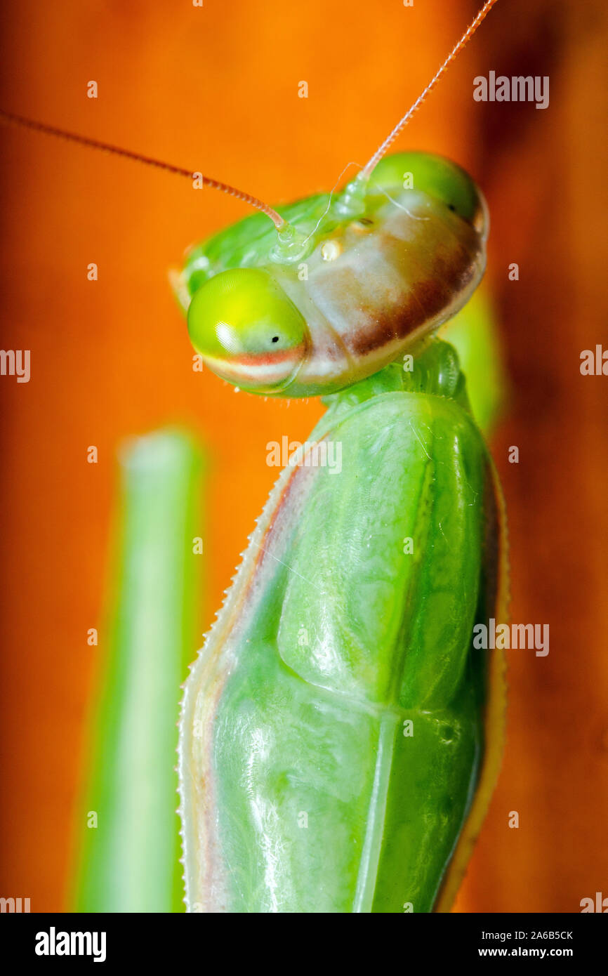 Unione Prayimg mantis (mantide religiosa) Foto Stock