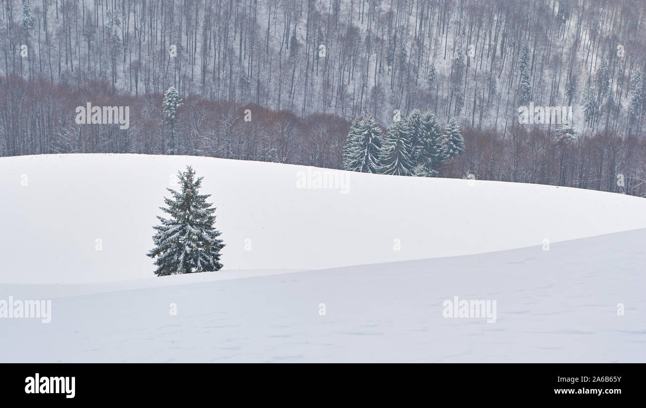 Abete nella neve con sfondo stratificato - semplice, la minima nozione di fotografia con neve e strati di foresta. Foto Stock