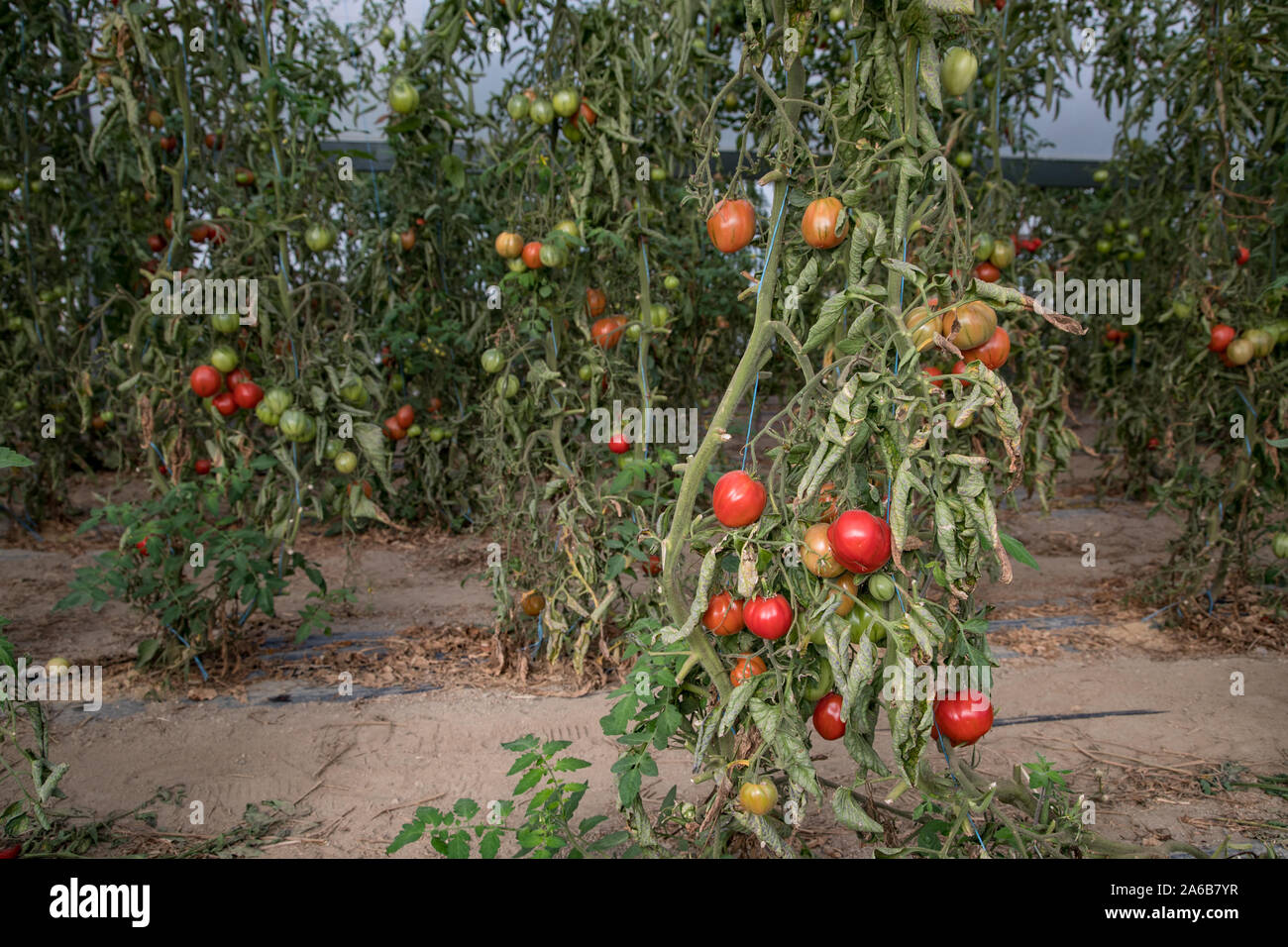 Cimelio di pomodori a grappolo in crescita in una serra Foto Stock