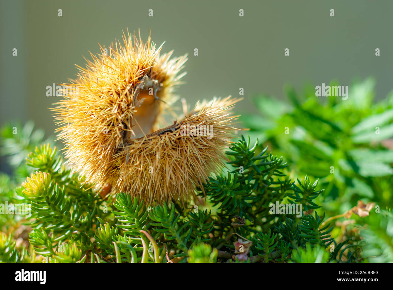 Ricci di castagno immagini e fotografie stock ad alta risoluzione - Alamy