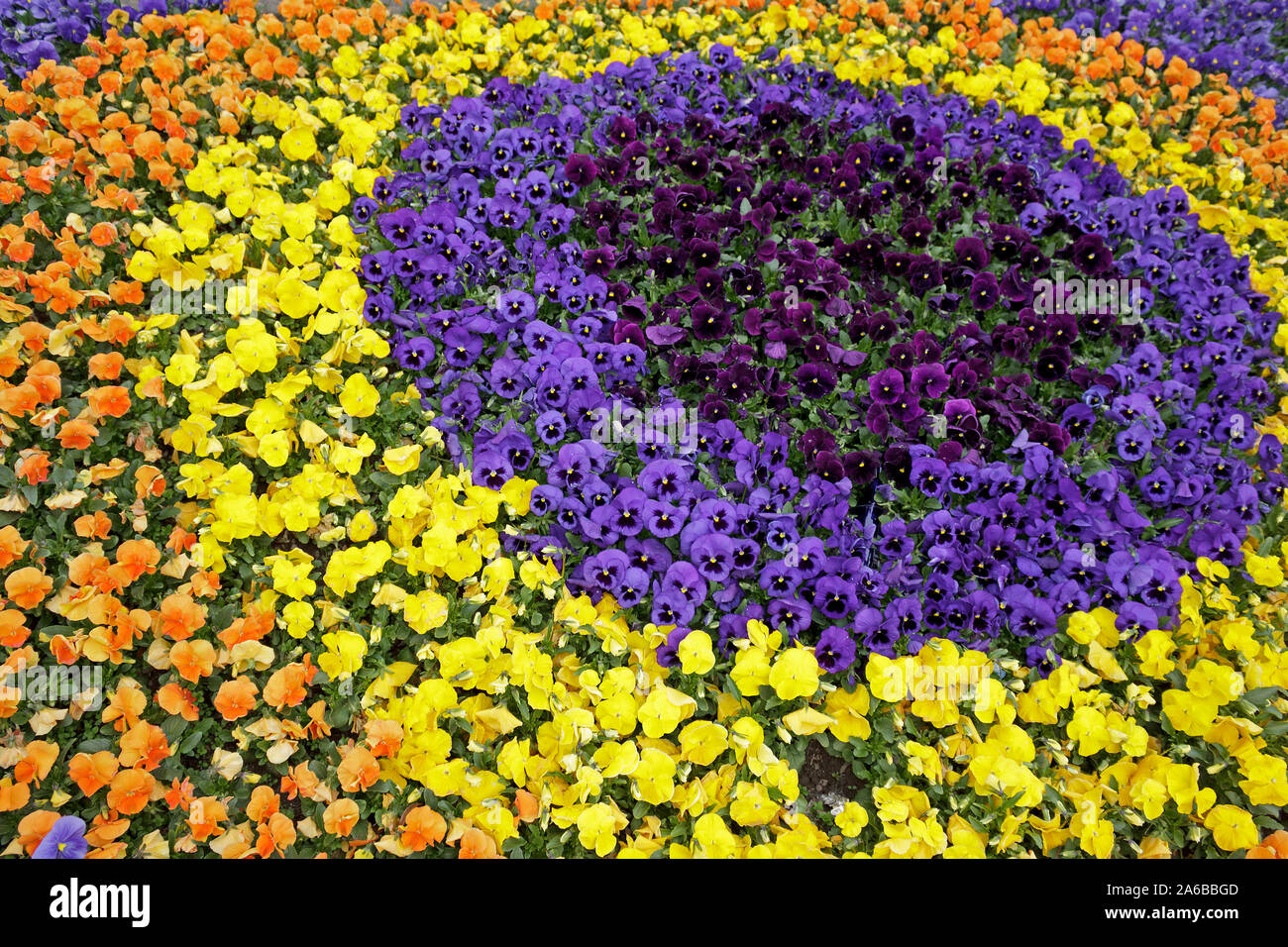 Un fiore coloratissimo letto fatto di pansies. Foto Stock