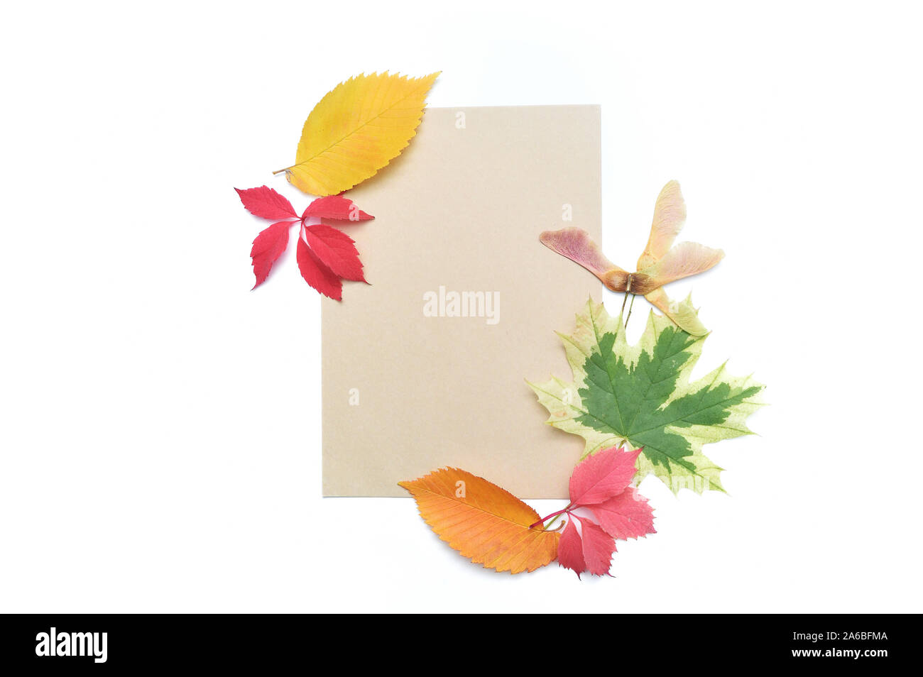Mockup Foglie di autunno telaio e kraft foglio di carta per posizionare il testo. Elementi di caduta per il giorno del Ringraziamento design Foto Stock