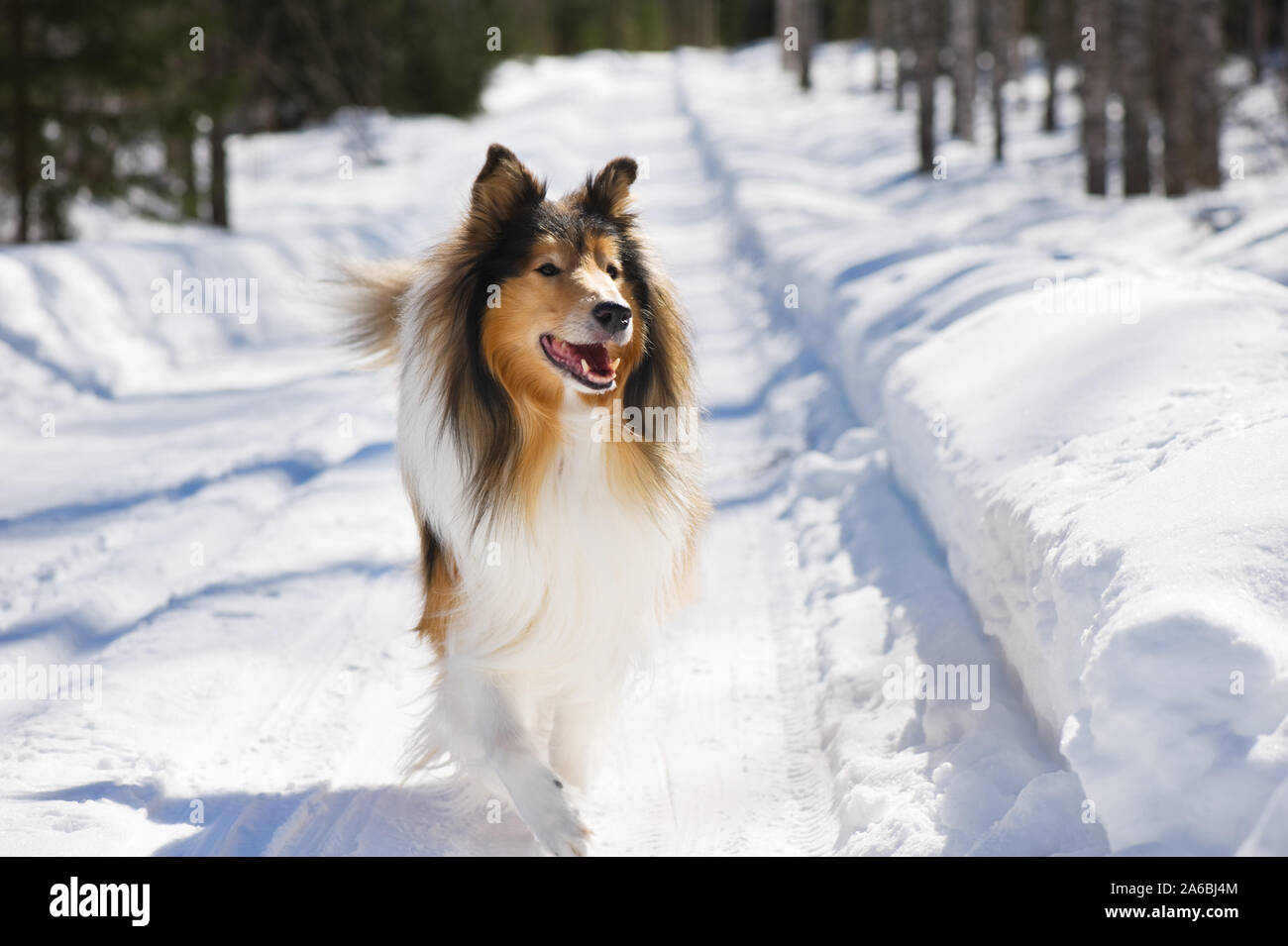 Collie ruvida in esecuzione nella neve. Foto Stock