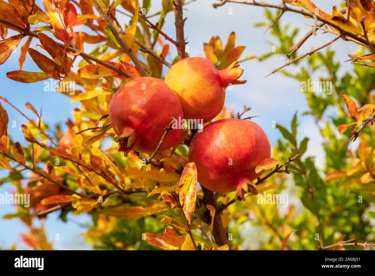 Sunny organici di frutti di melograno su un ramo pieno di arancione e verde delle foglie. Immagine Foto Stock