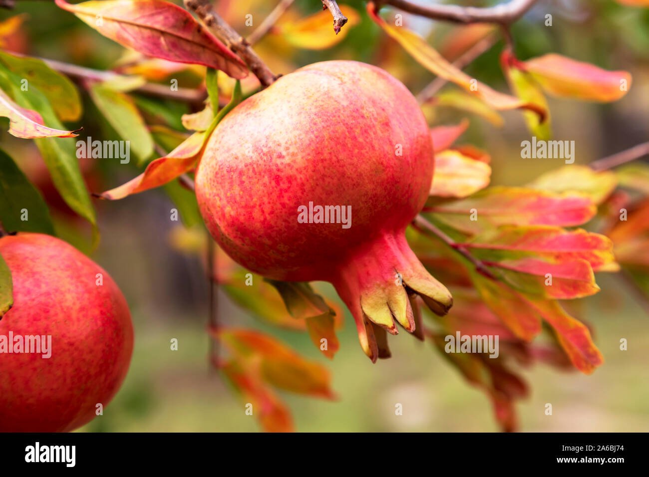 Sunny organici di frutti di melograno su un ramo pieno di arancione e verde delle foglie. Immagine Foto Stock
