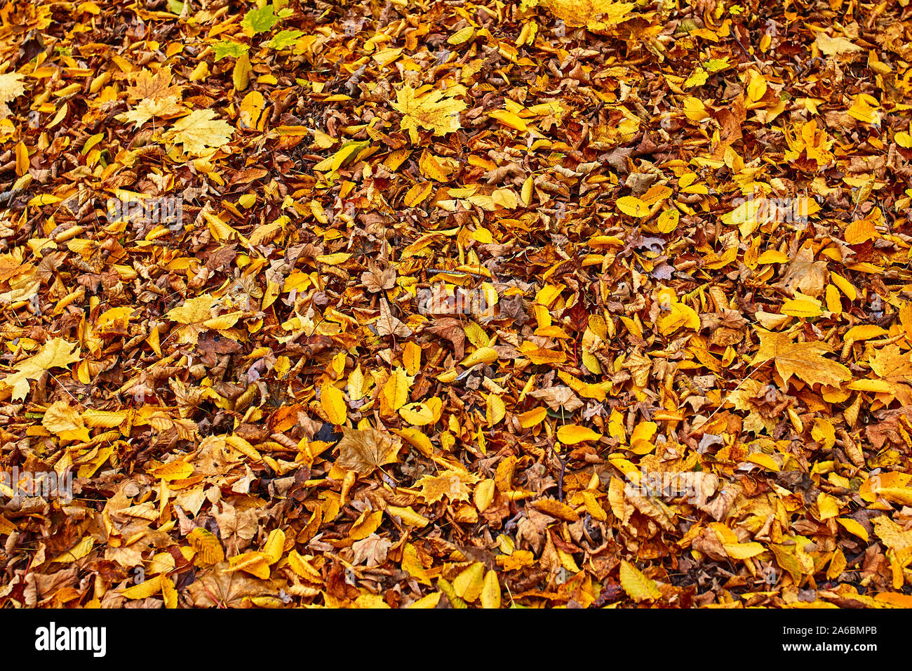 Autunno sfondo, maple leafes con copia spazio. Foto Stock