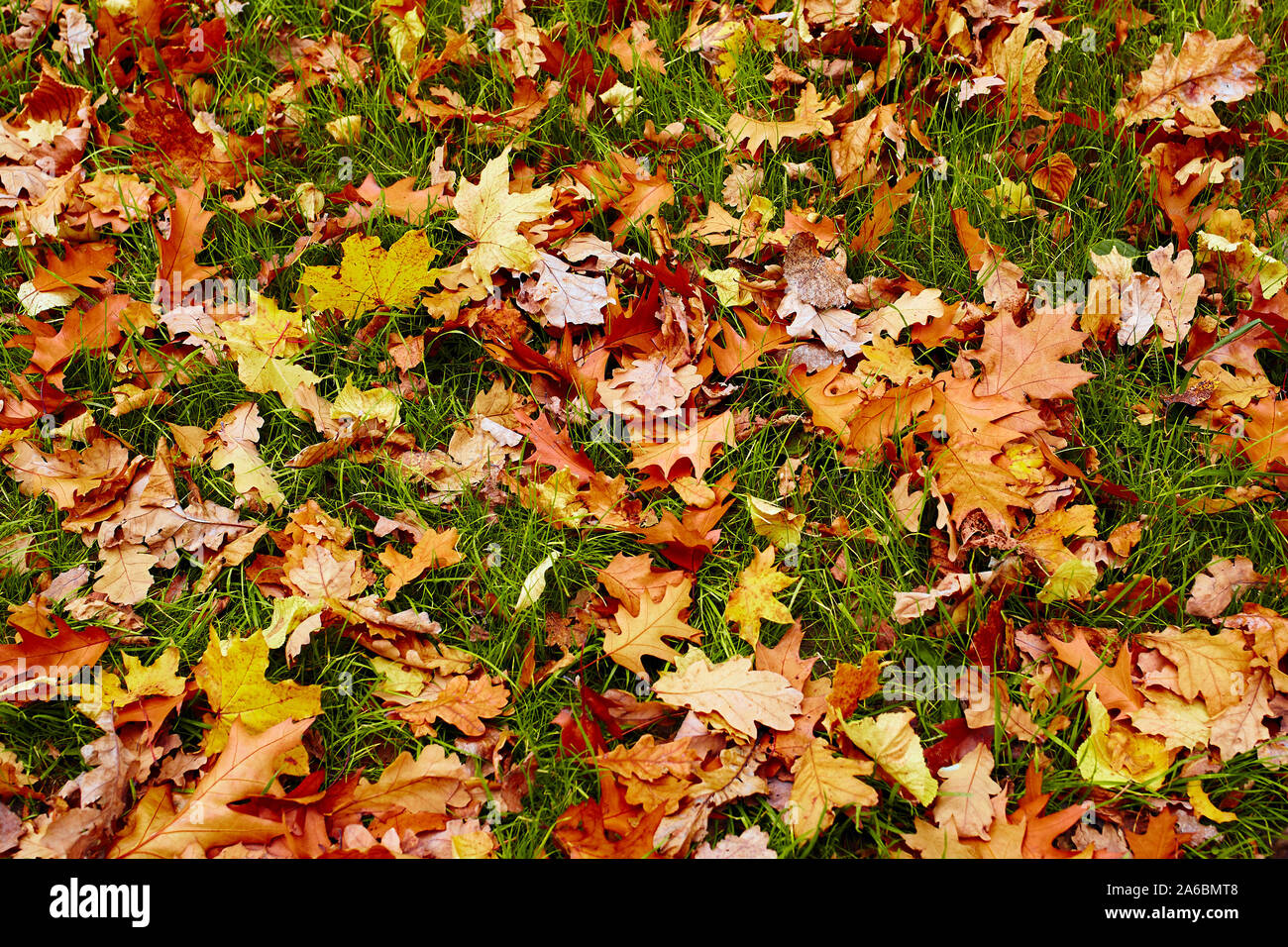 Autunno sfondo, maple leafes con copia spazio. Foto Stock