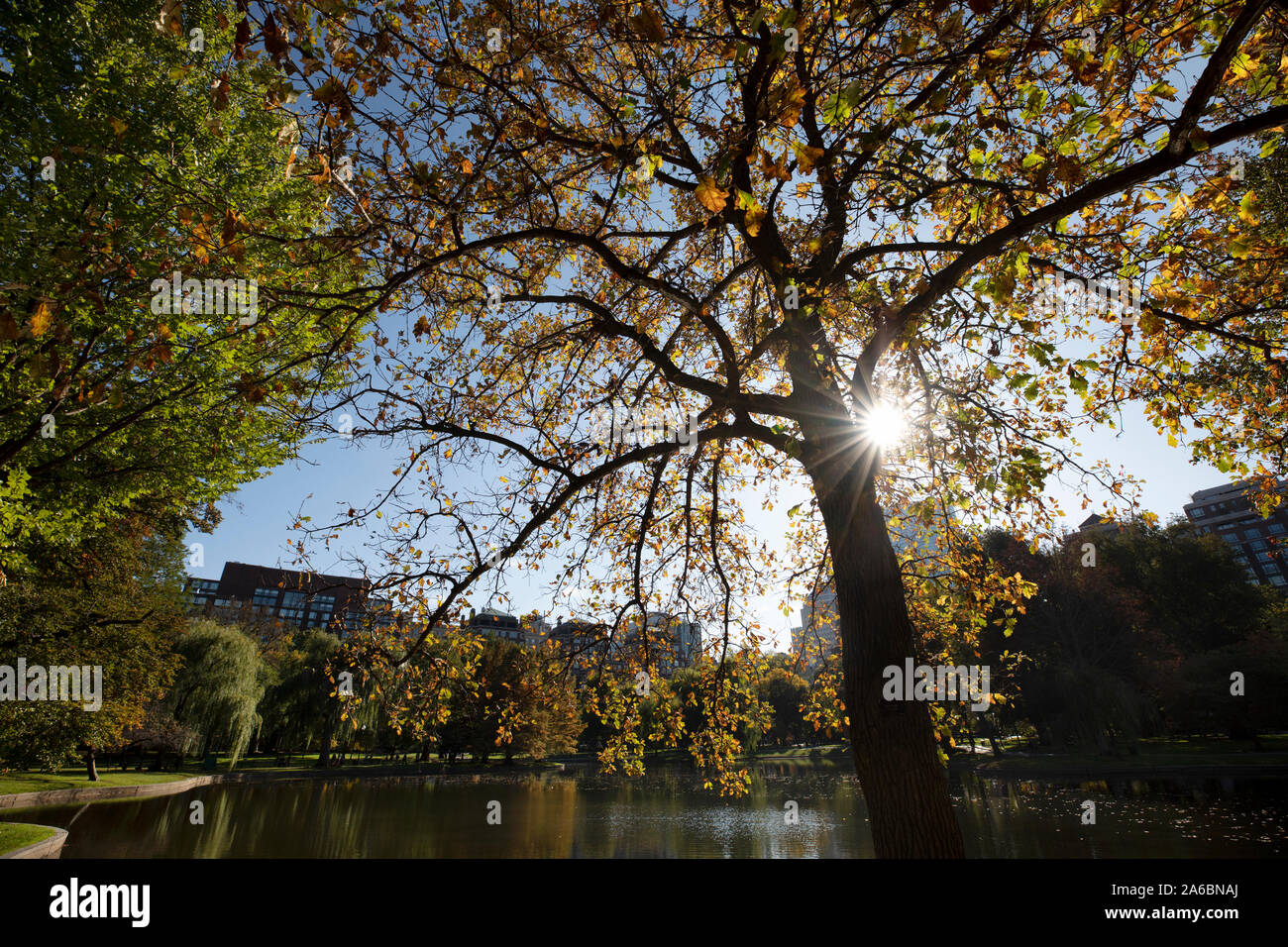 City Park, la caduta delle foglie,Giardino Pubblico, Boston, Massachusetts Foto Stock