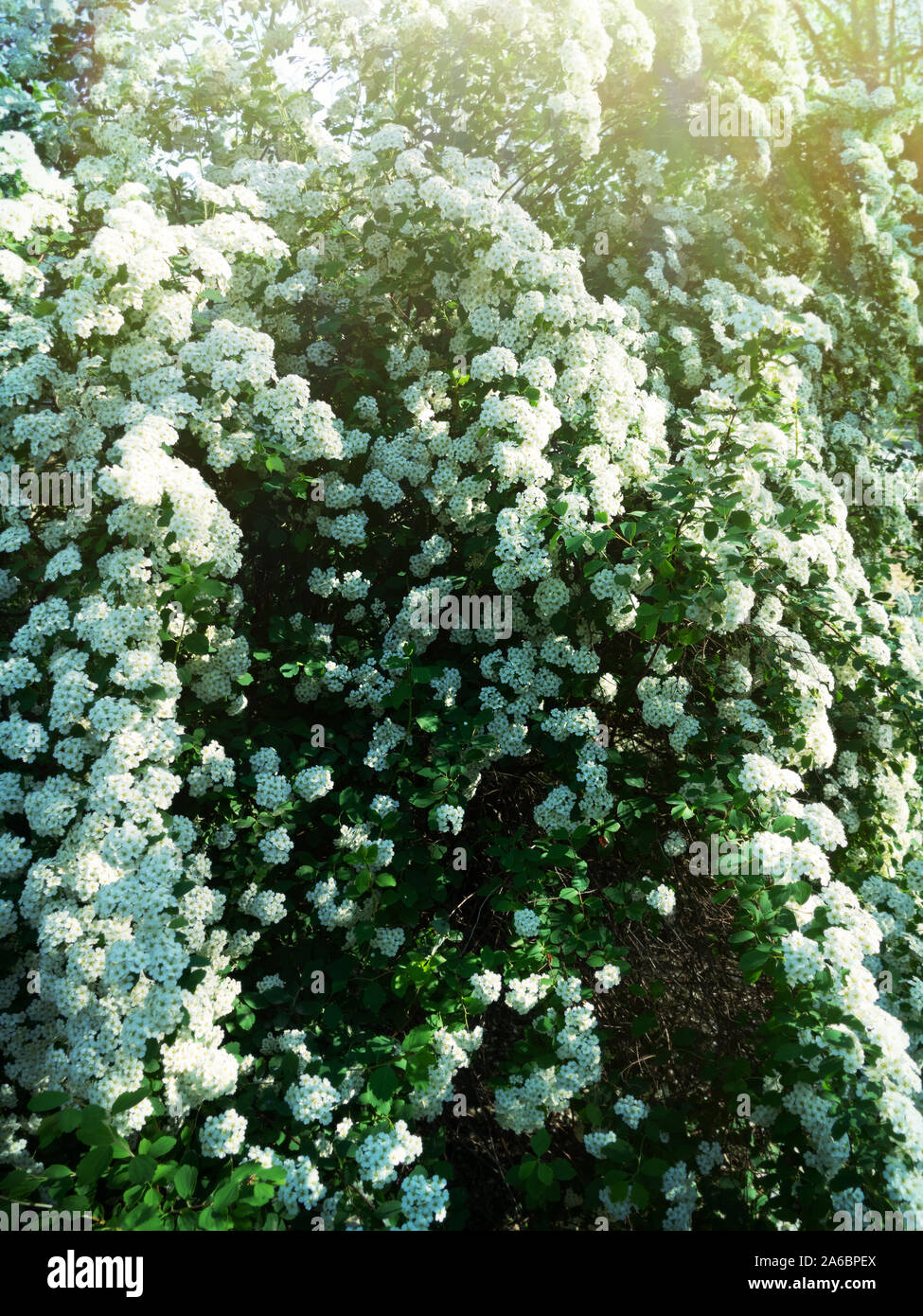 Spirea Spiraea cantoniensis (Lanciata) è piante ornamentali con rami-ciglia e grandi fiori bianchi in infiorescenze di grandi dimensioni Foto Stock