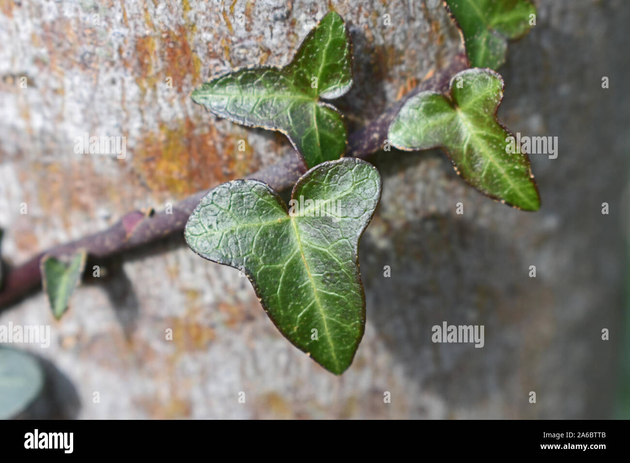Foglie d'edera su un tronco di albero Foto Stock