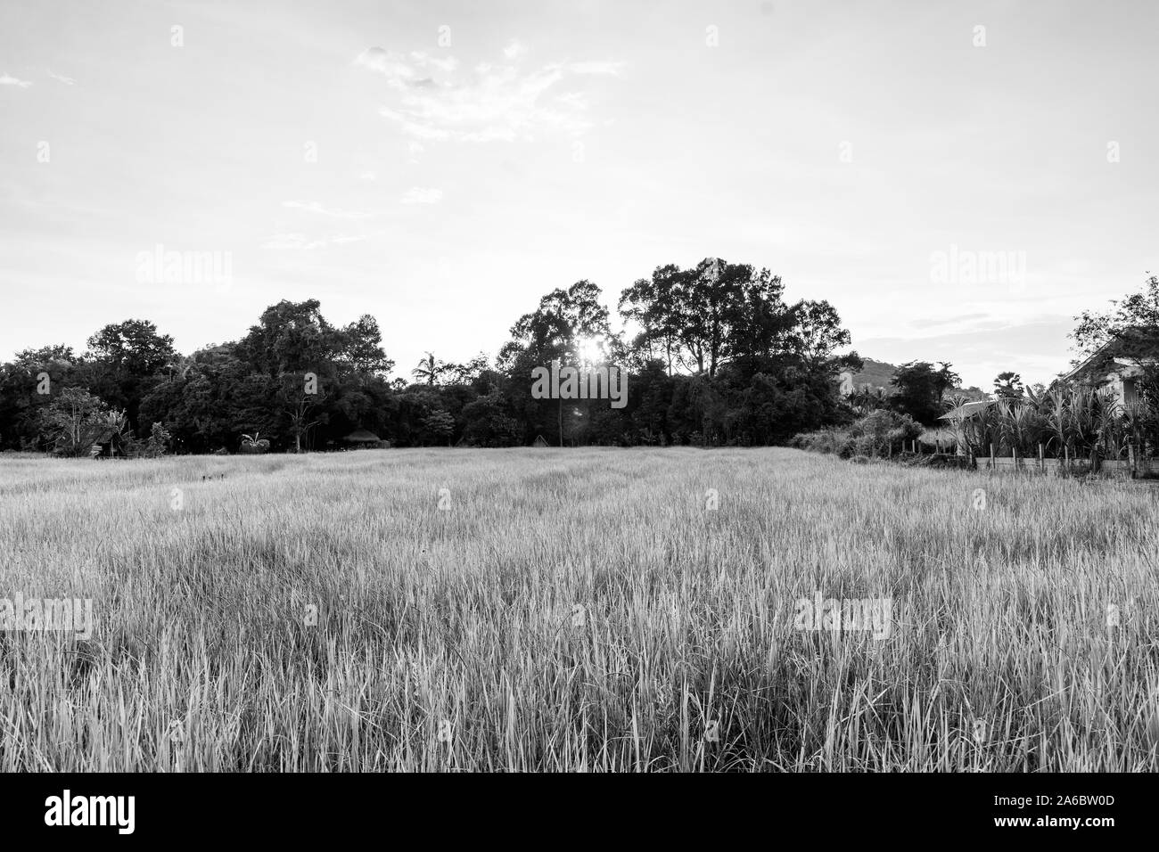 Campo di riso in bianco e nero Foto Stock