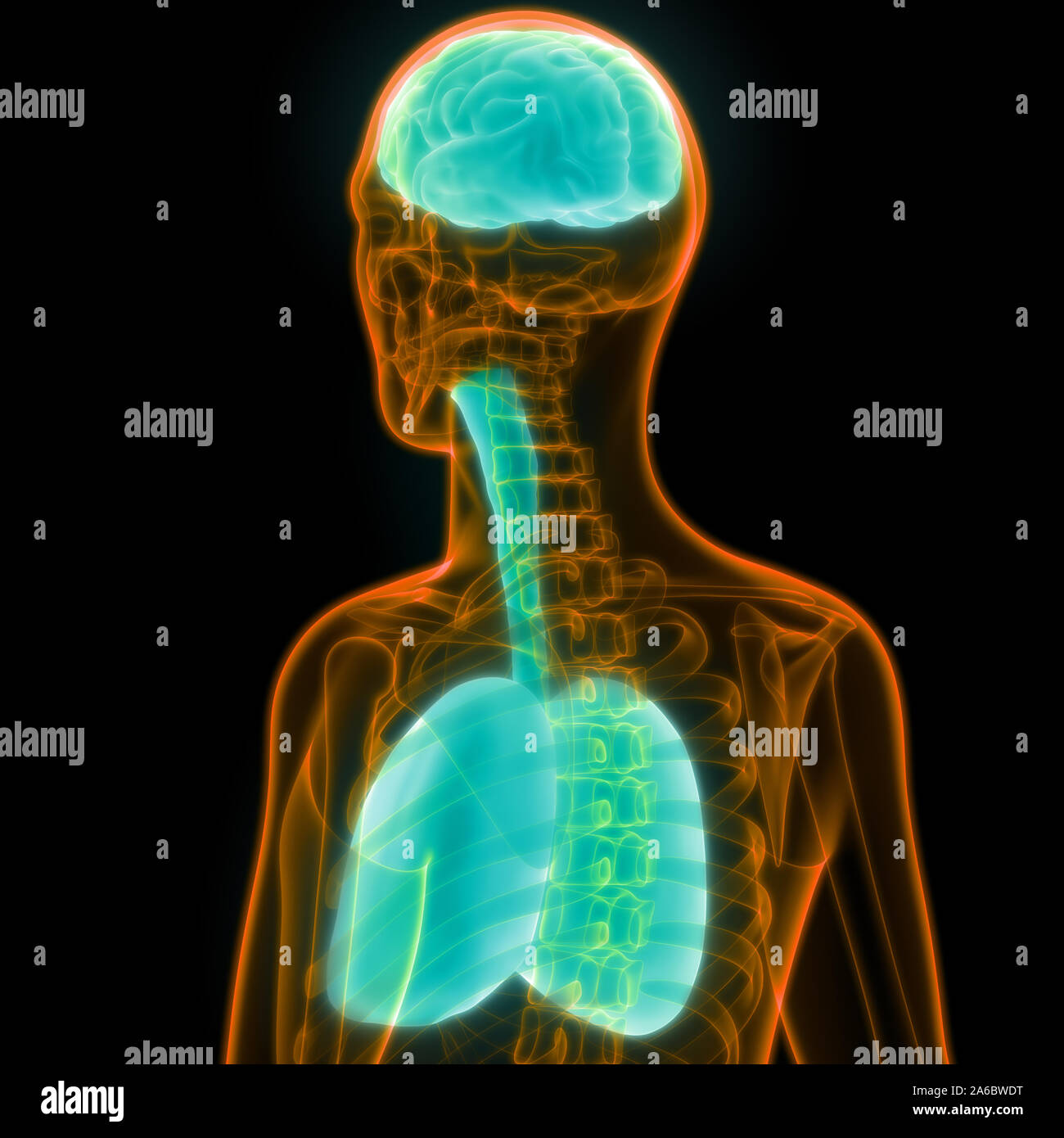 Umano gli organi interni del cervello con sistema respiratorio anatomia Foto Stock