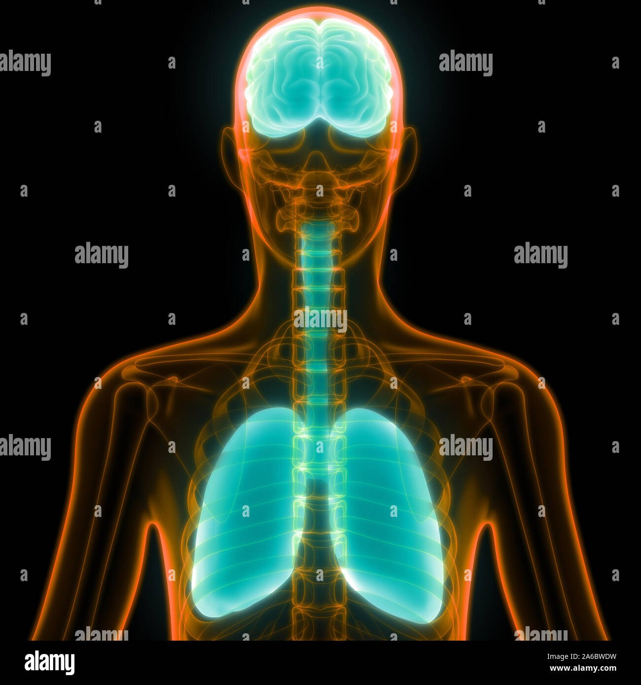 Umano gli organi interni del cervello con sistema respiratorio anatomia Foto Stock