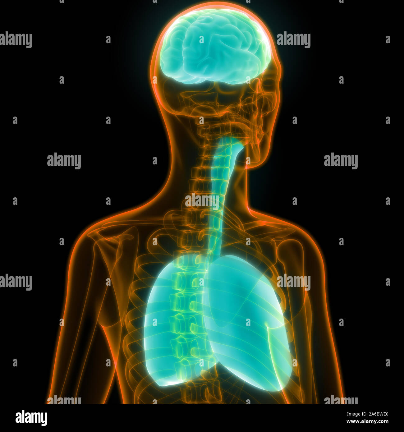 Umano gli organi interni del cervello con sistema respiratorio anatomia Foto Stock
