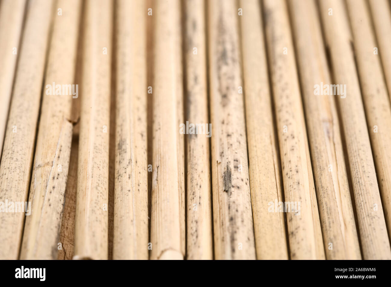 Canne secche in una fila sullo sfondo di legno. Messa a fuoco selettiva. Foto Stock