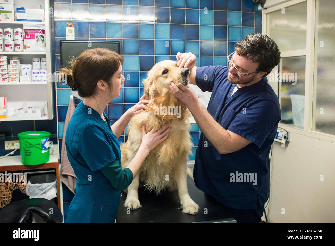 Veterinari locali trattare un cane nel loro intervento chirurgico Foto Stock