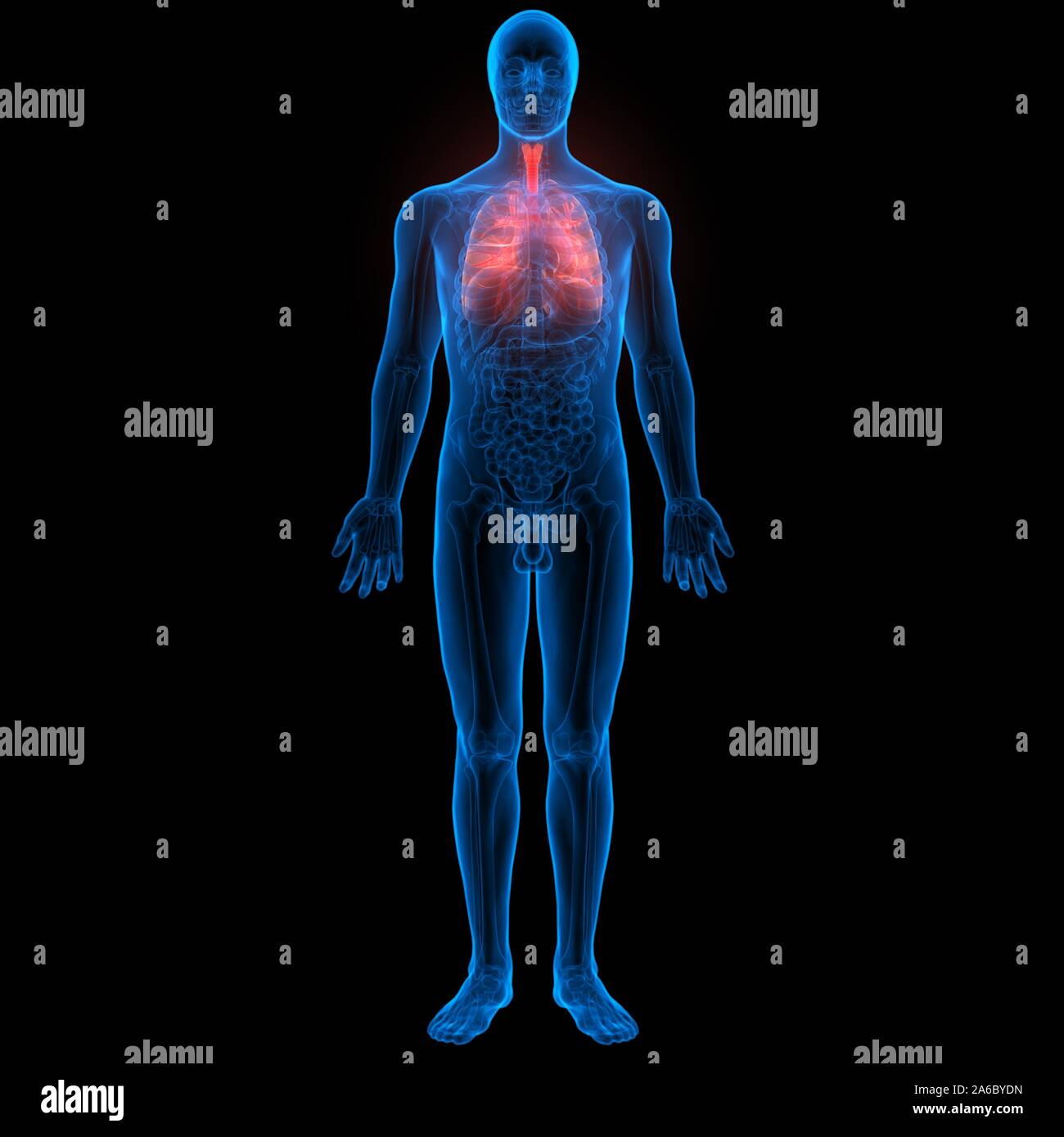 Umano Sistema respiratorio polmoni anatomia Foto Stock