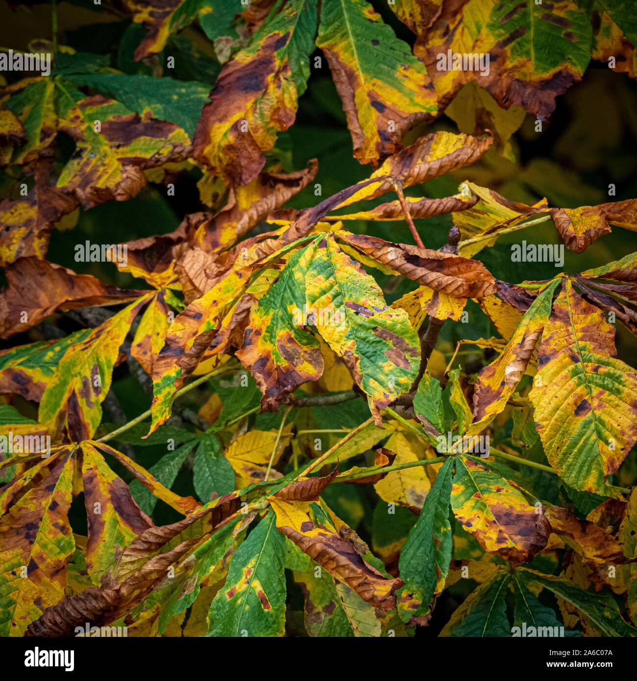 Lascia su albero girando dorate in autunno Foto Stock