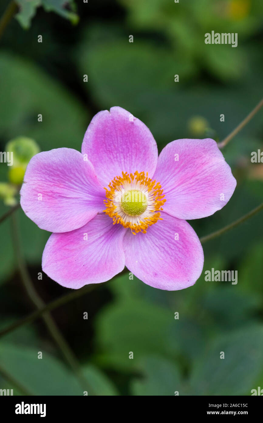 Primo piano del fiore di Malva con centro giallo contro il verde delle foglie Foto Stock