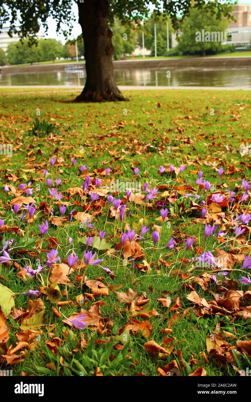 Viola di crochi crescendo attraverso l'erba coperto con le foglie di autunno, accanto al fiume Trent in Nottingham, Inghilterra. Foto Stock