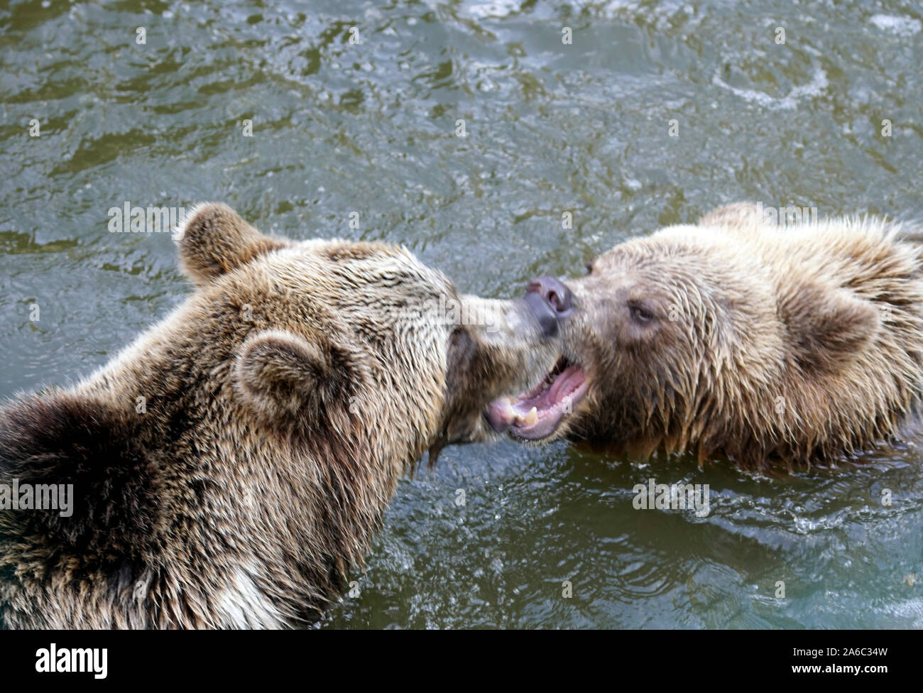 Orso bruno - Ursus arctos coppia affacciati, giocare in acqua Foto Stock
