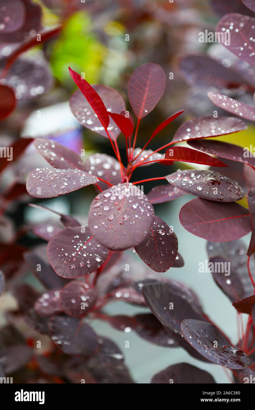 Cotinus coggygria 'Royal Purple' albero di fumo, England, Regno Unito Foto Stock