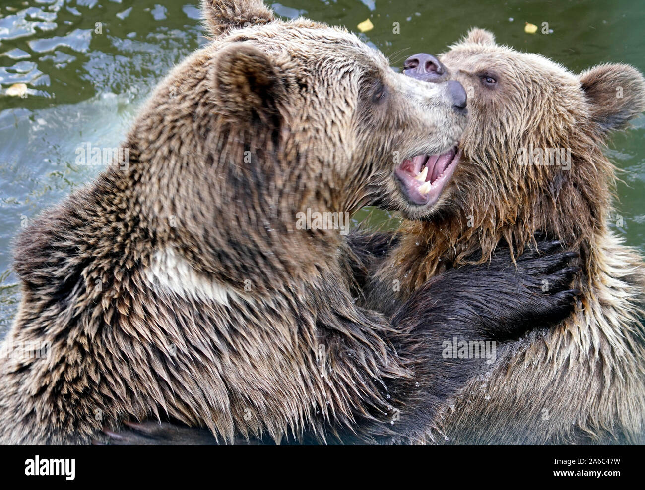 Orso bruno - Ursus arctos coppia affacciati, morbidamente giocando in acqua Foto Stock