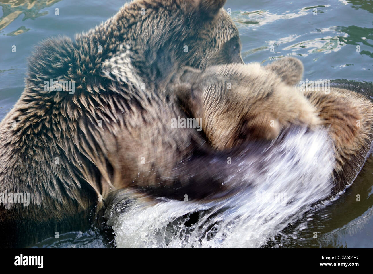 Orso bruno - Ursus arctos coppia affacciati, morbidamente giocando in acqua Foto Stock