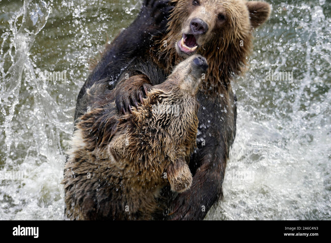 Orso bruno - Ursus arctos coppia affacciati, morbidamente giocando in acqua Foto Stock