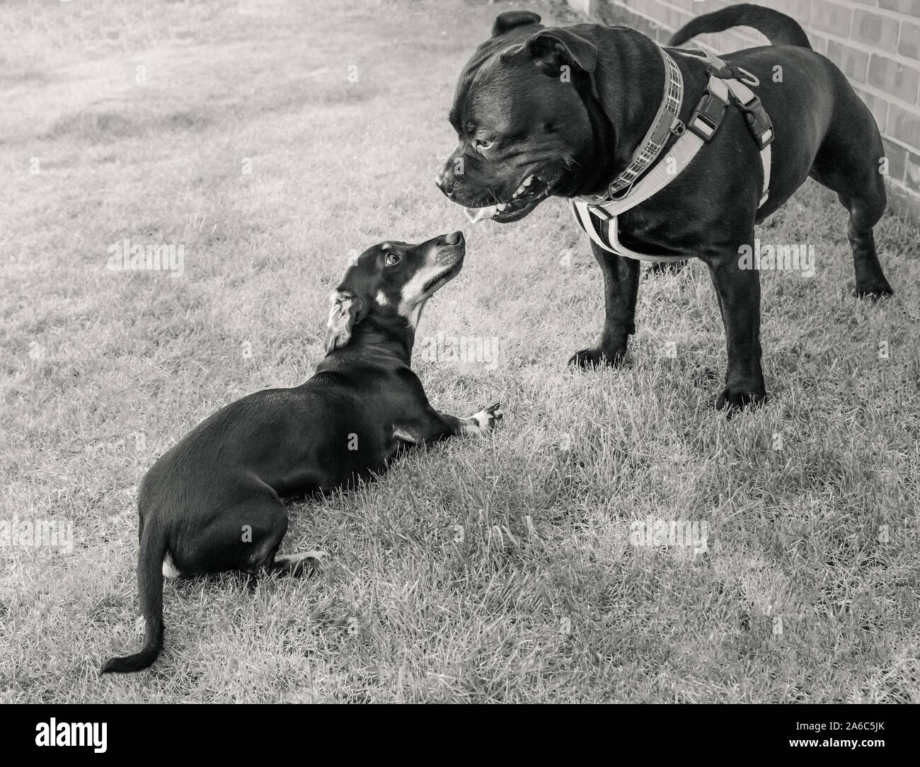 Due diverse razze di cani, una Staffordshire Bull Terrier cane e una miniatura Bassotto cucciolo di socializzare. Il piccolo cane è osservando il terrier Foto Stock