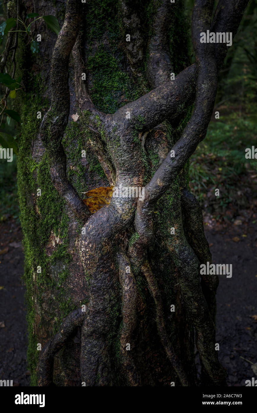 Radici crescente sul tronco di un albero in antichi boschi di legno Draynes in Cornovaglia. Foto Stock