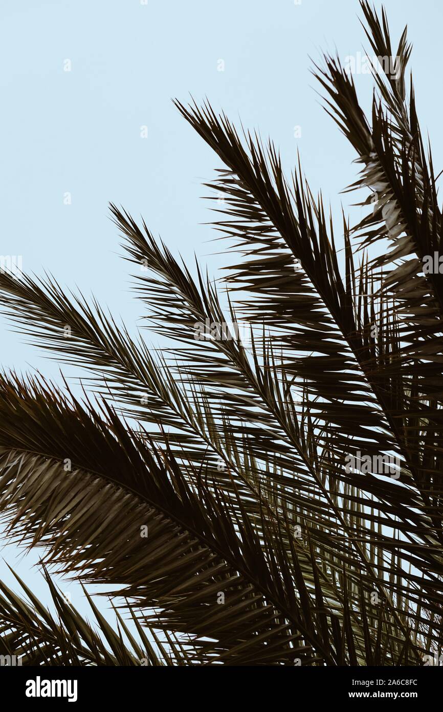 foglie di palma, albero tropicale Foto Stock