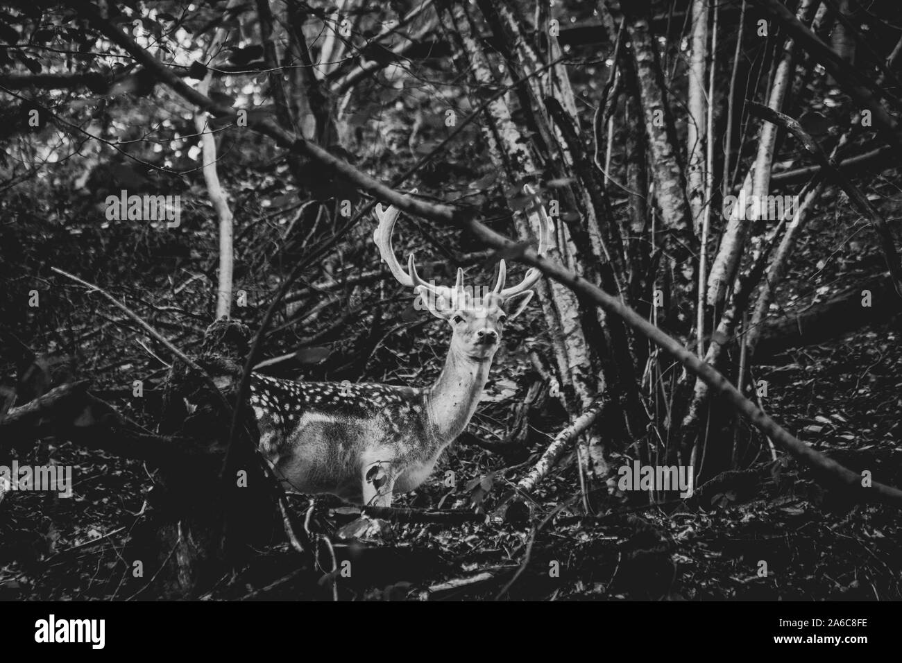 Un ritratto in bianco e nero di un cervo in mezzo a una foresta. La sua pelliccia ha punti su di esso e la sua guardando dritto verso la fotocamera. Foto Stock