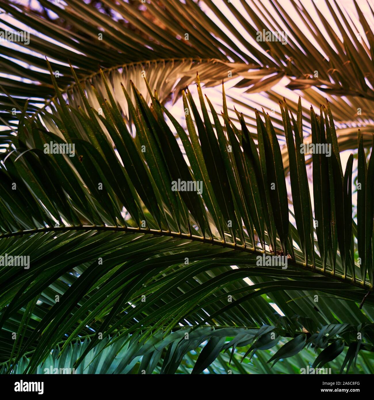 foglie di palma, albero tropicale Foto Stock