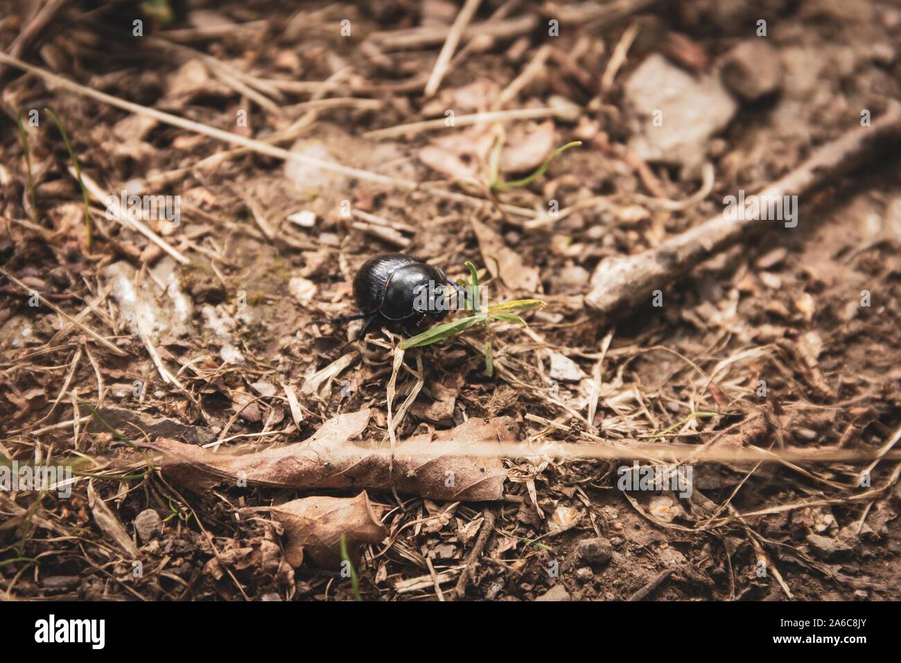 Un close up ritratto di un nero dung beetle tra la foresta detriti su una strada sterrata nel bosco. Foto Stock