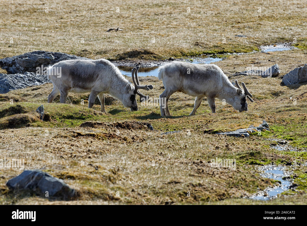 Zwei Spitzbergen-Rene (Rangifer tarandus platyrhynchus) äsen in der Tundra, Spitzbergen, Norwegen. Due renna delle Svalbard alimentazione su tundra vegetazione. Foto Stock