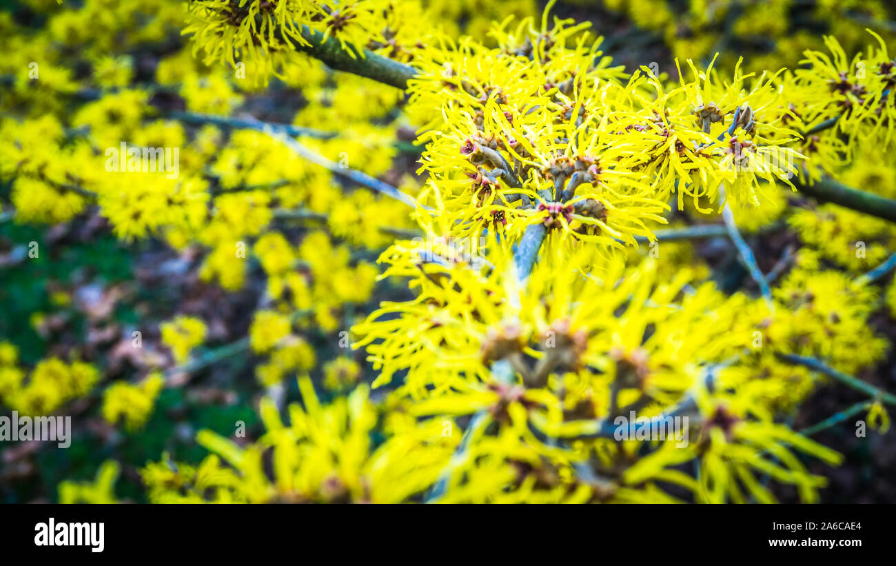 Fiori di colore giallo di una strega hazel Foto Stock