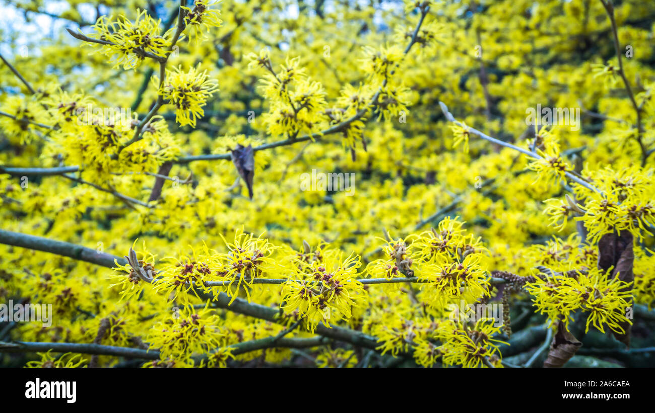Fiori di colore giallo di una strega hazel Foto Stock
