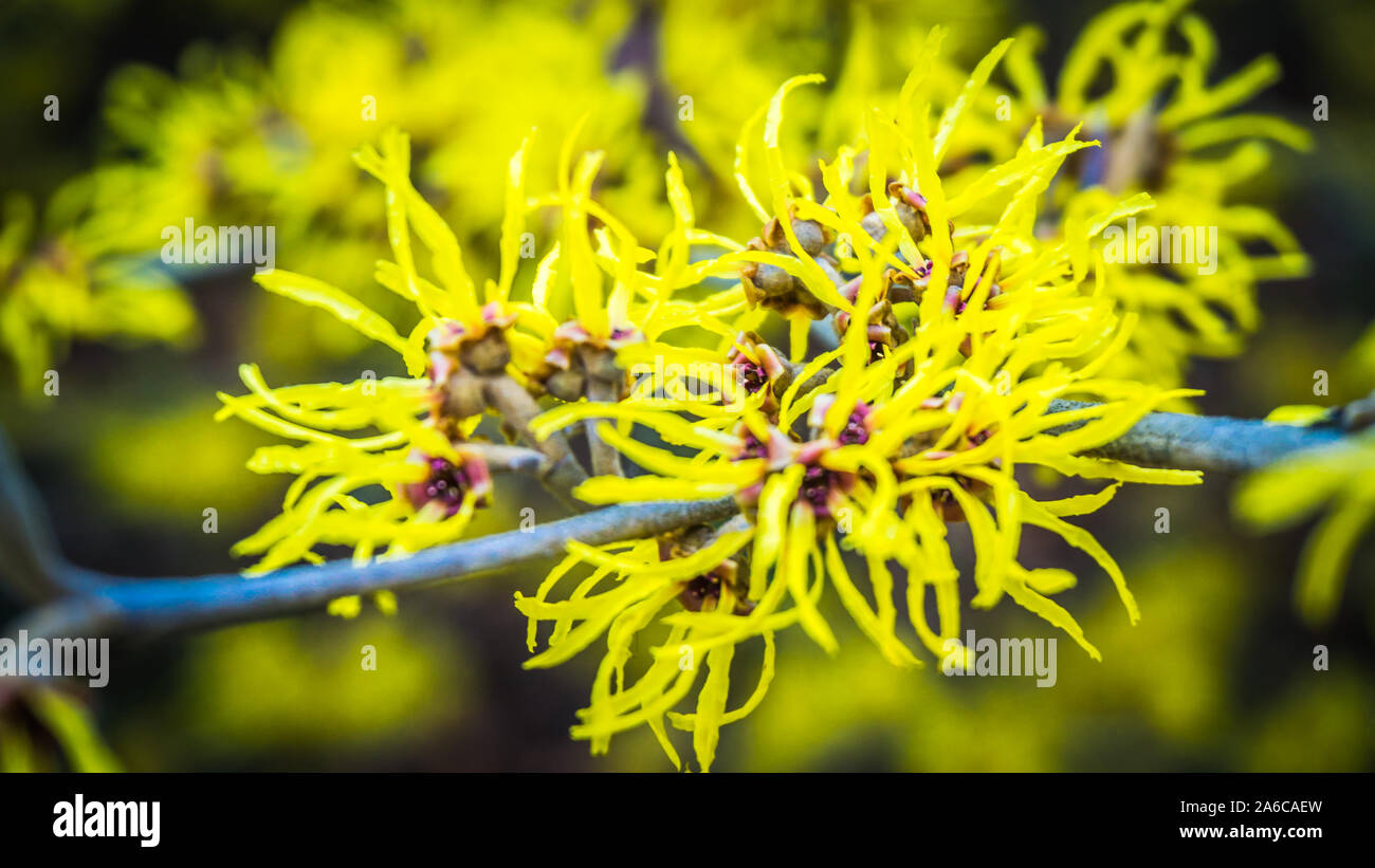 Fiori di colore giallo di una strega hazel Foto Stock