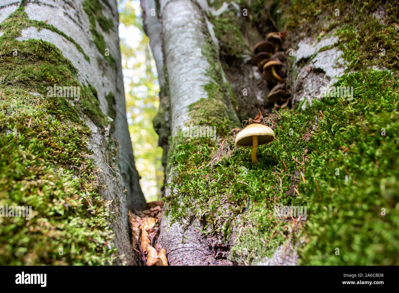 Funghi nei boschi del Parco Nazionale d'Abruzzo Foto Stock