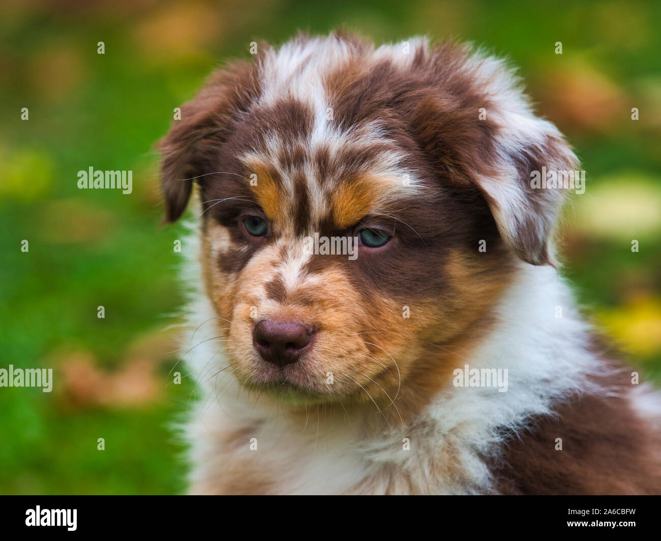 Piccolo Cane ritratto outdoor Foto Stock