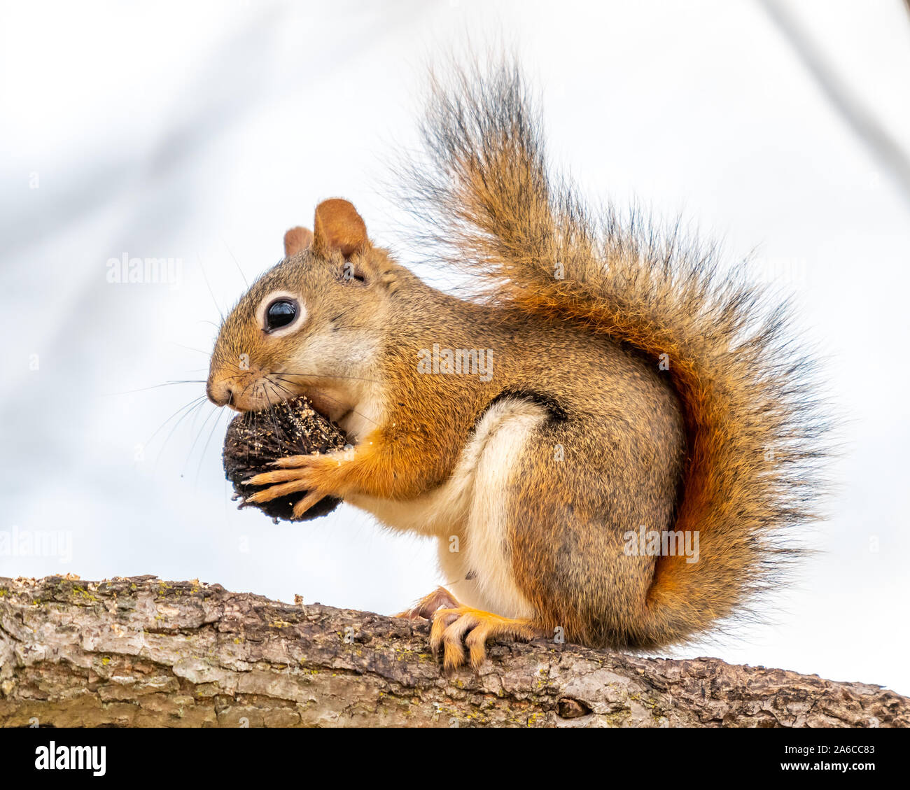 Un Americano scoiattolo rosso (Tamiasciurus hudsonicus) mangiando un dado su un ramo di albero. Foto Stock