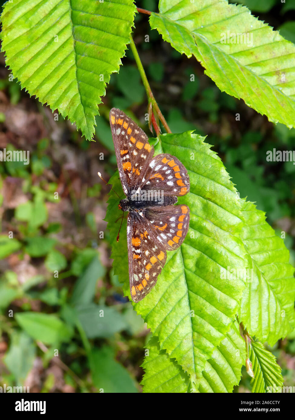 Scarsa fritillary, Maivogel, Eschen-Scheckenfalter, Euphydryas maturna, díszes tarkalepke, montagna Bakony, Ungheria, Magyarország, Europa Foto Stock