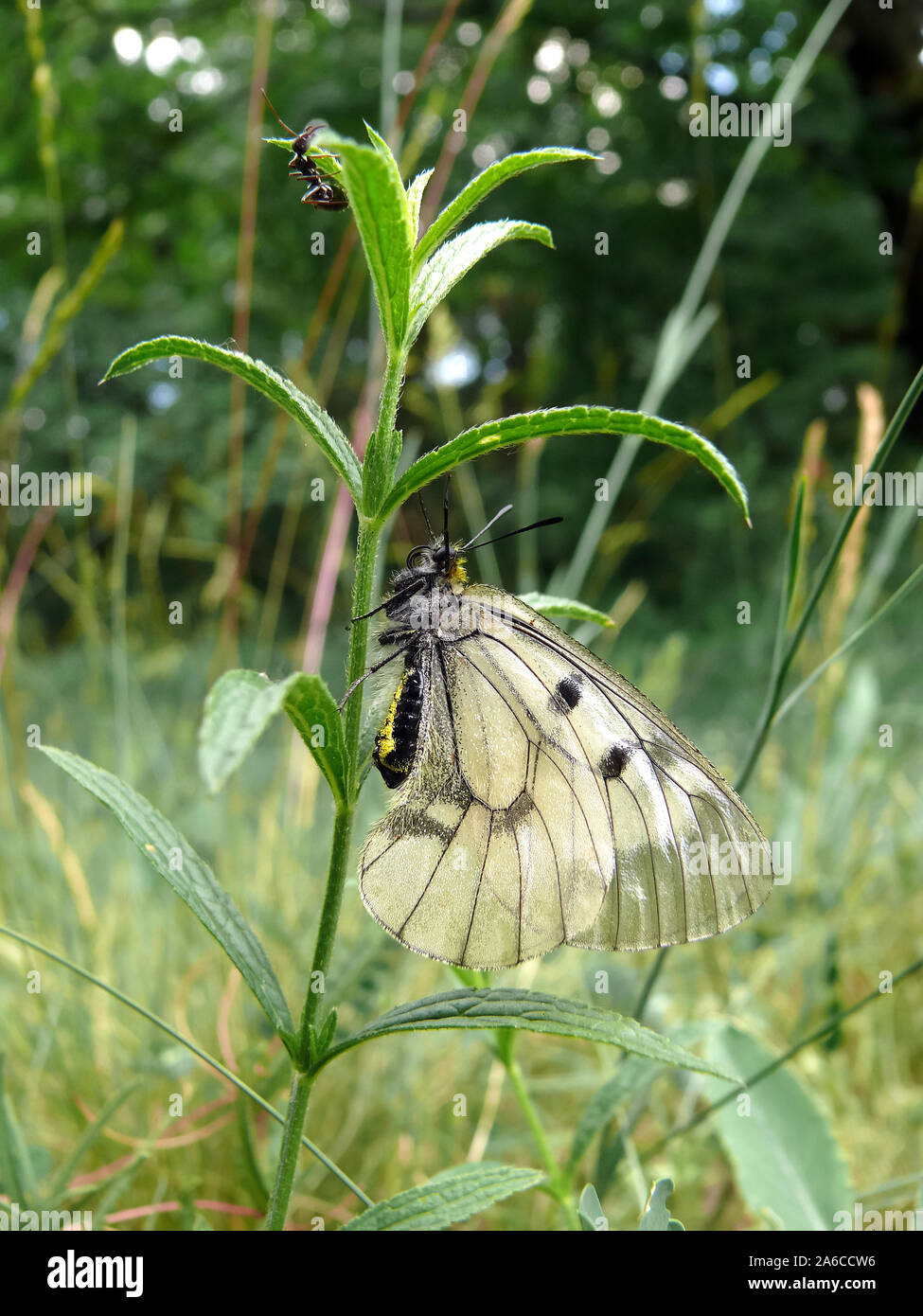 Offuscato Apollo, Schwarzer Apollo Parnassius mnemosyne, kis apollólepke, Europa Foto Stock