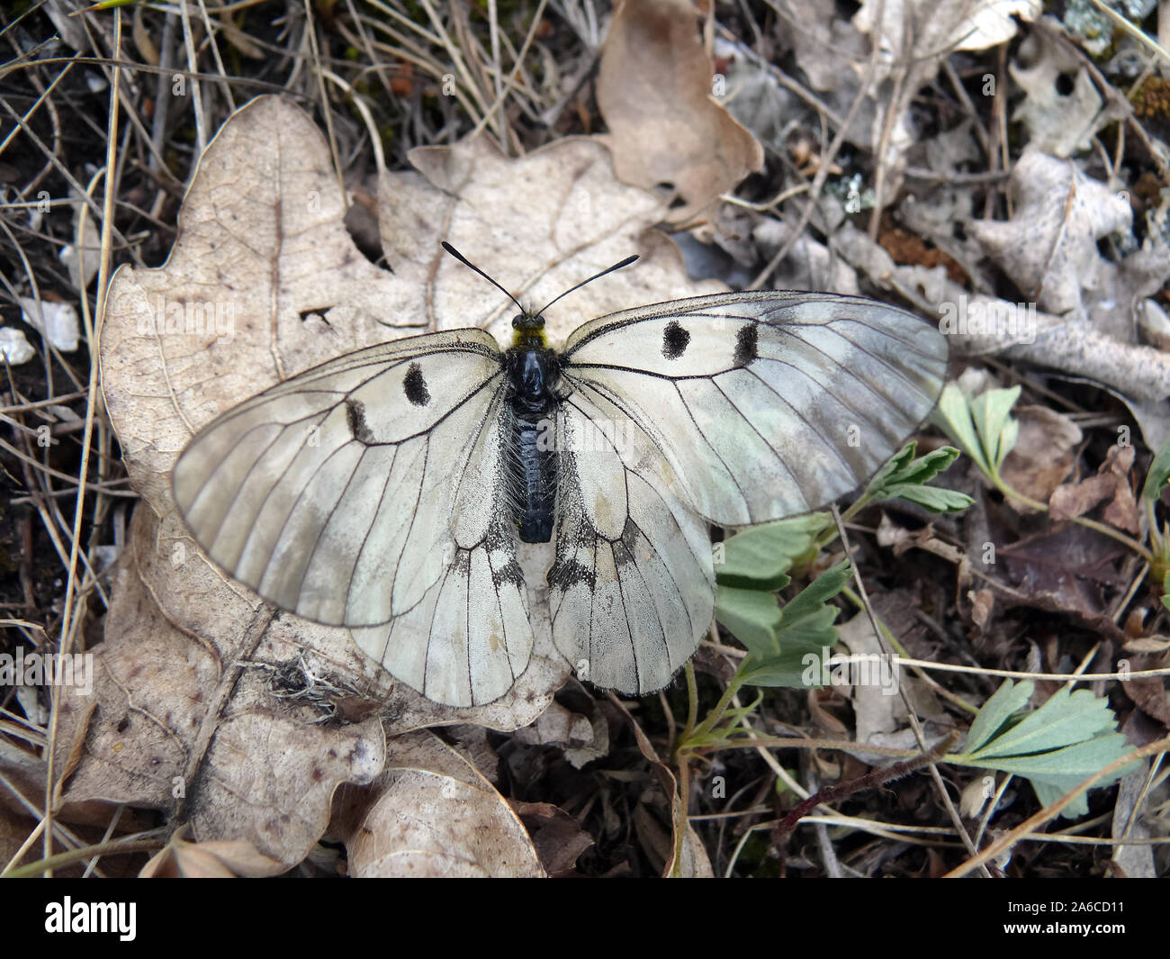 Offuscato Apollo, Schwarzer Apollo Parnassius mnemosyne, kis apollólepke, Europa Foto Stock