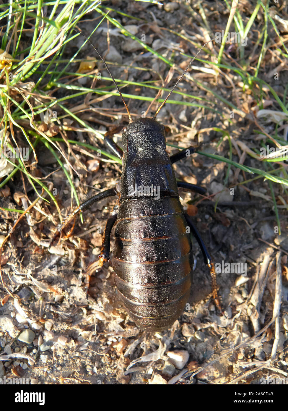 Bronzo boccola ghiandolare-cricket, Bradyporus dasypus, tüskéslábú pozsgóc, Grece, Europa Foto Stock