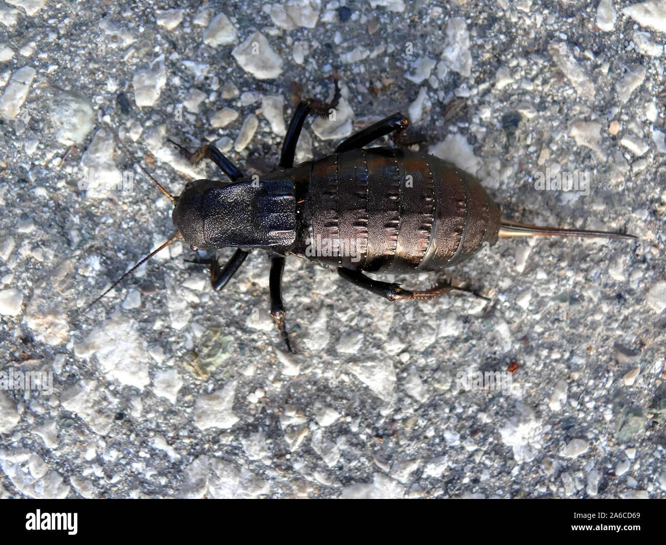 Bronzo boccola ghiandolare-cricket, Bradyporus dasypus, tüskéslábú pozsgóc, Grece, Europa Foto Stock