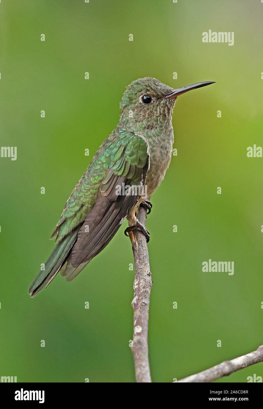 Squamosa-breasted Sabrewing (largipennis cuvierii) adulto arroccato su ramoscello torti, Panama Aprile Foto Stock