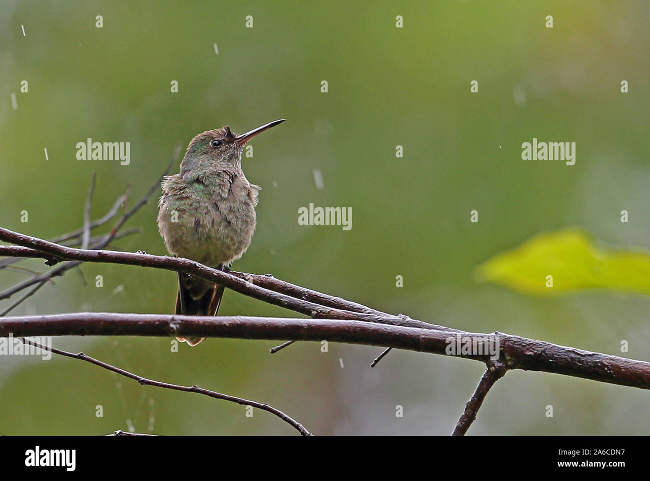 Squamosa-breasted Sabrewing (largipennis cuvierii) adulto arroccato su ramoscello sotto la pioggia, chiamando nr Santa Clara, Panama Ottobre Foto Stock