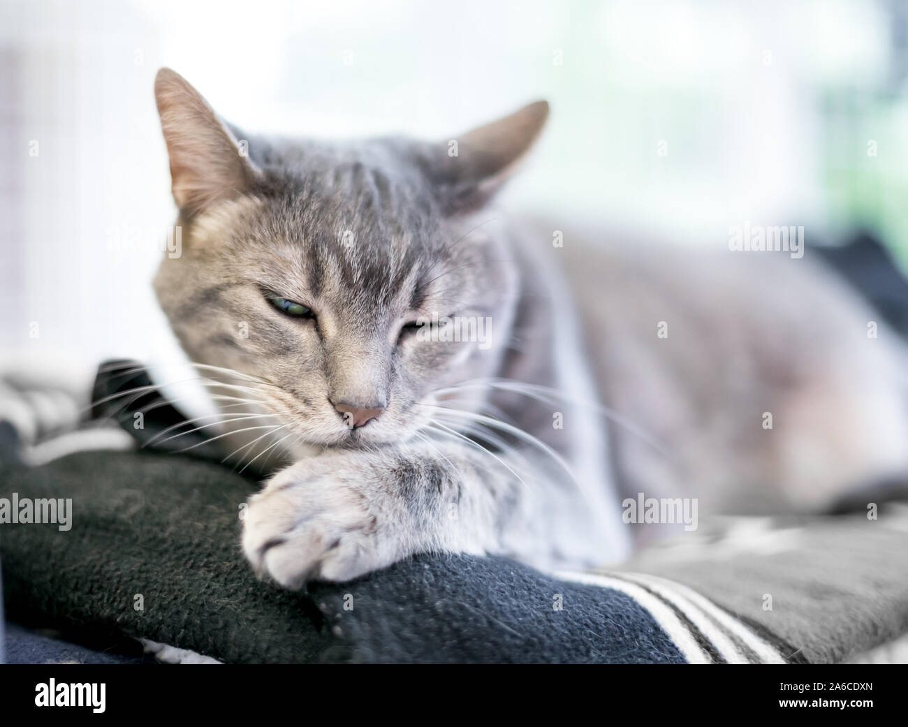 Un grigio tabby domestico gatto Shorthair toelettatura stesso Foto Stock